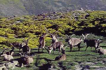 La cabra monts es la reina de la fauna de Gredos